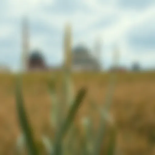 Exploring Snapseed Mod APK: A Comprehensive Guide Introduction