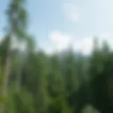Exploring the Elmwood Forest Game: A Comprehensive Analysis Introduction