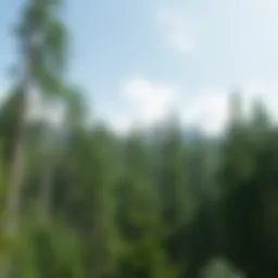 Exploring the Elmwood Forest Game: A Comprehensive Analysis Introduction