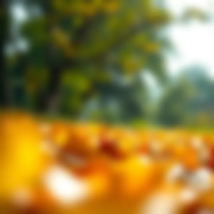 Aesthetic photo showcasing edited images using Photoroom Mod Pro